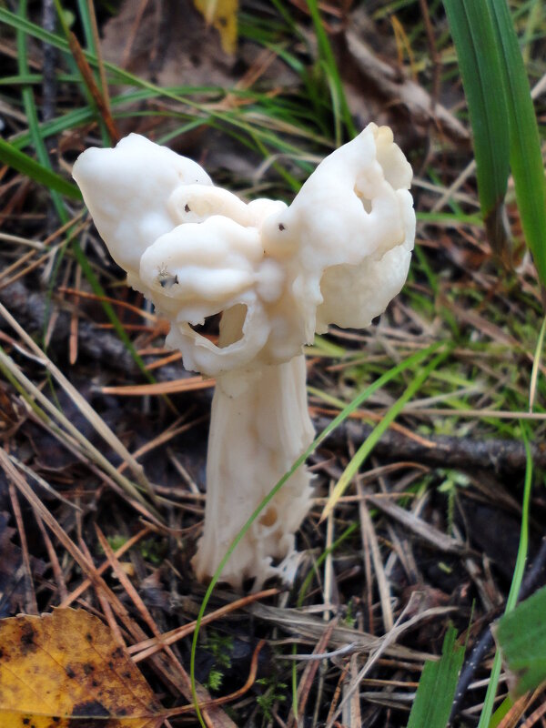 Весёлый гриб. - nadyasilyuk Вознюк