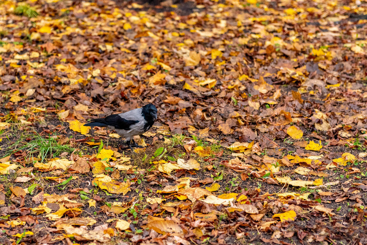 Я тоже люблю гулять в парке - Дмитрий Лупандин Я тоже люблю гулять в парке - Дмитрий Лупандин