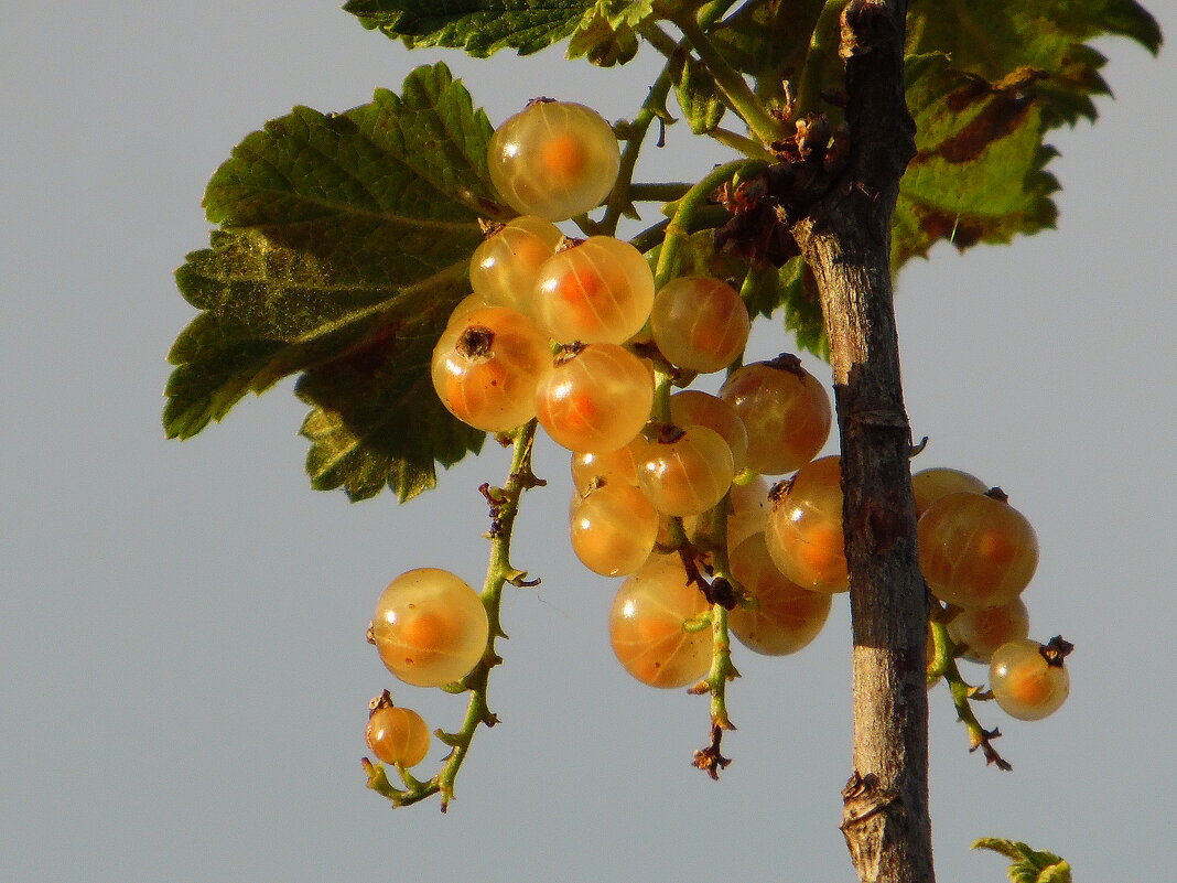 Смородины спелые гроздья. - nadyasilyuk Вознюк