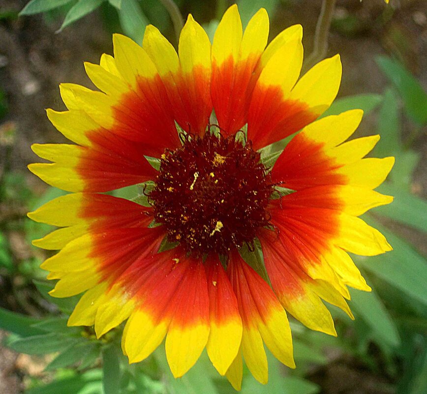 **** - Елена Семигина