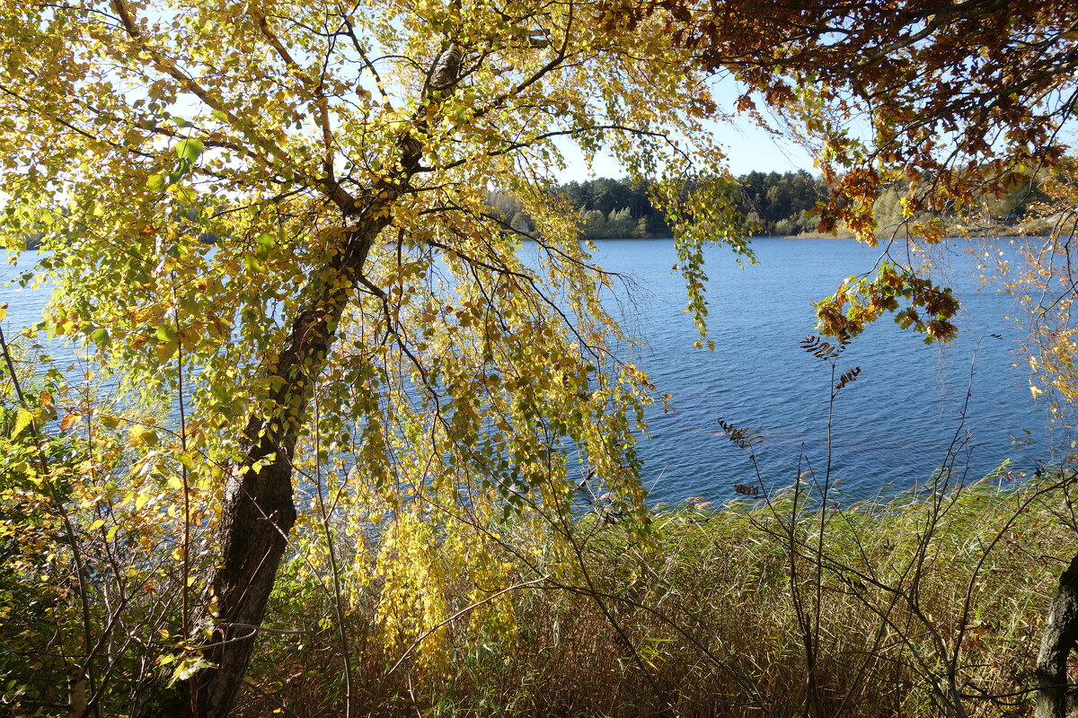 Побережье лесного озера - Рита Симонова
