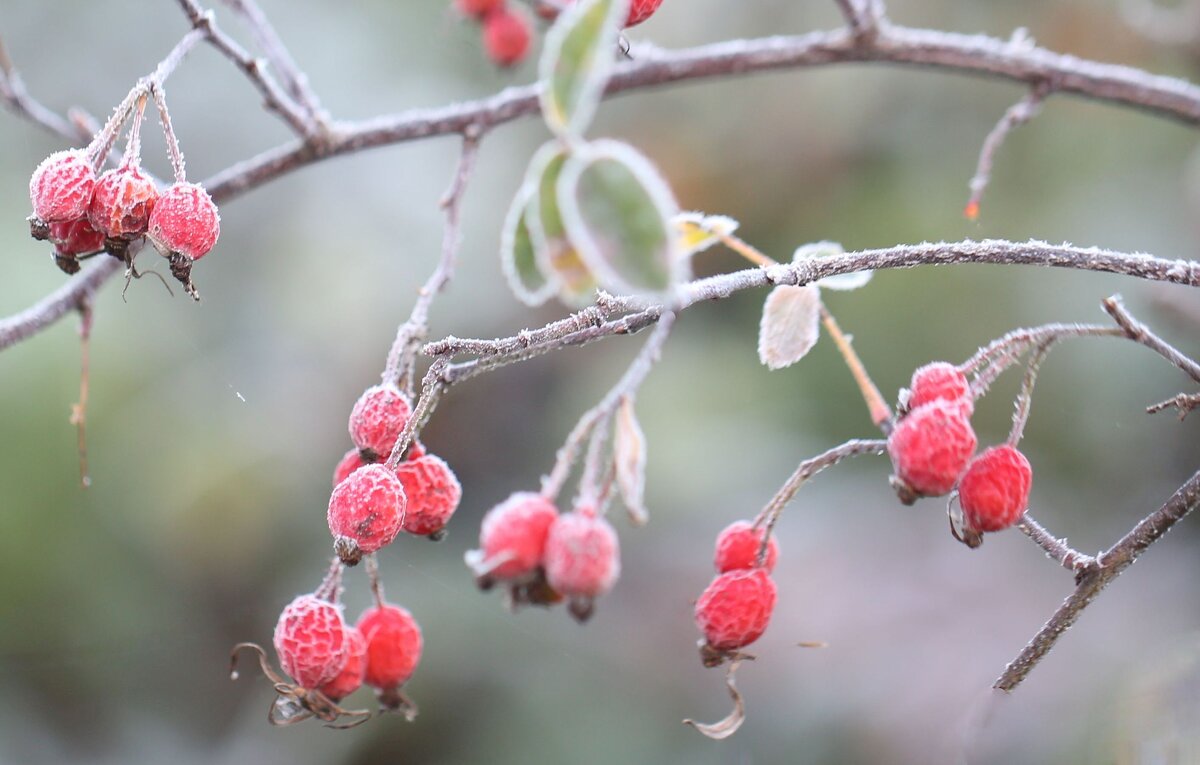 Заморозки - ZNatasha -