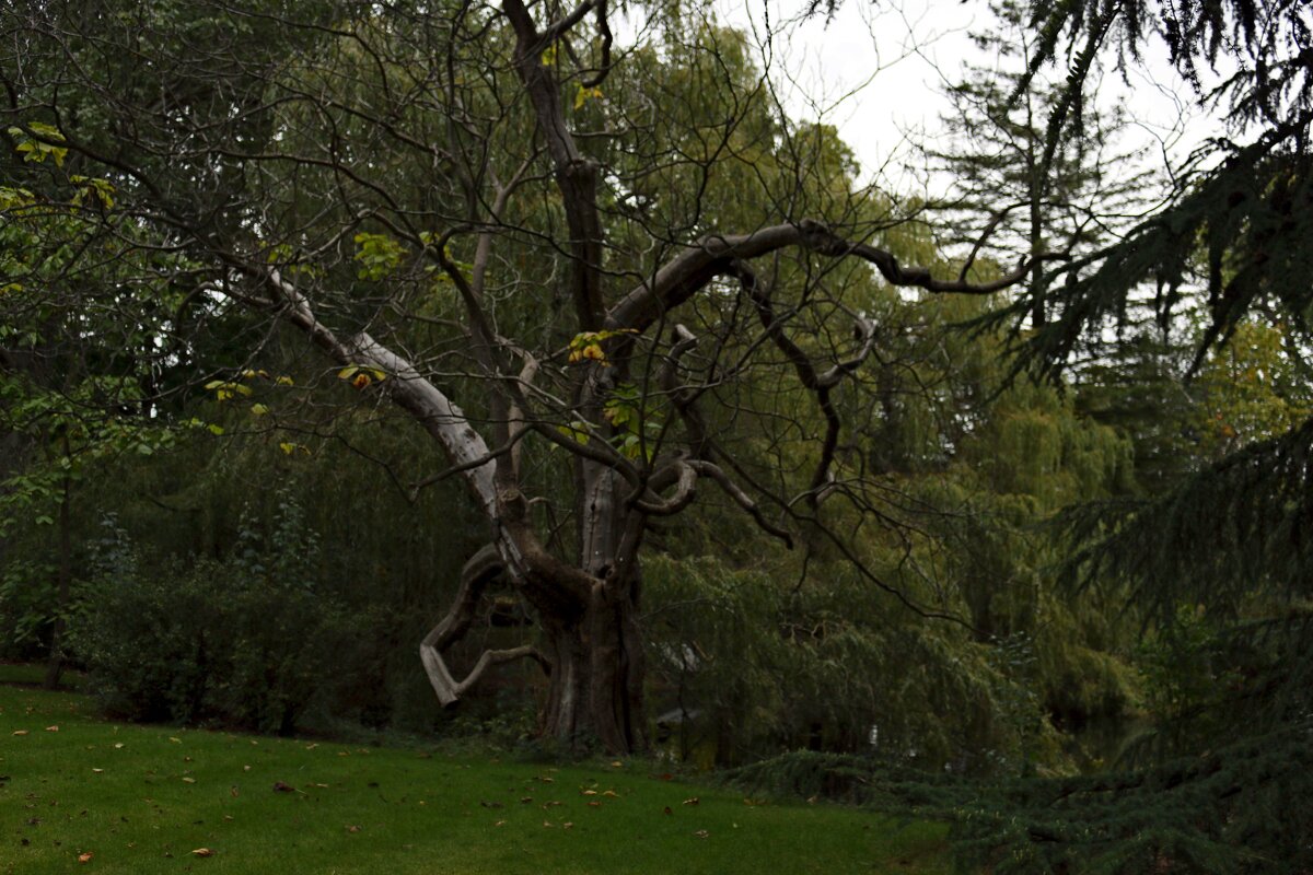Вечер в парке Букингемского дворца - Ольга 