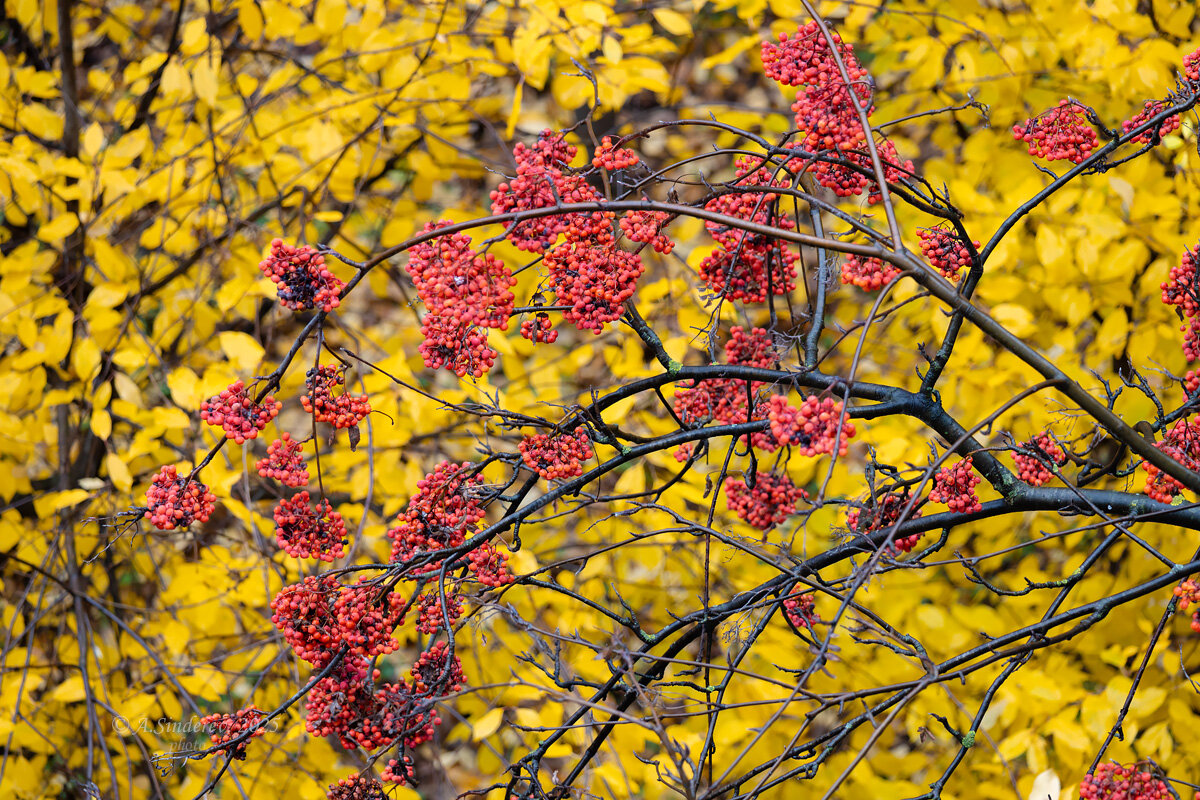 Рябина осенью - Александр Синдерёв