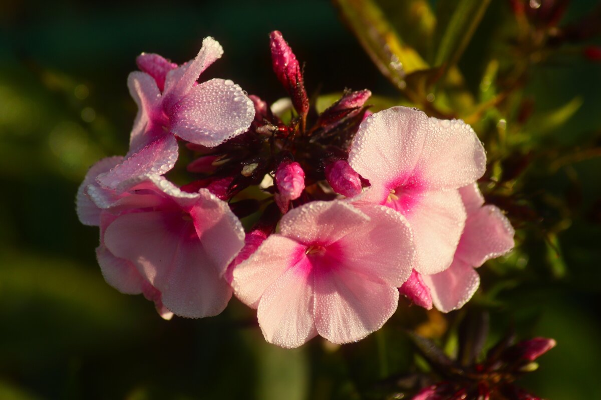 Доброе утро - Юрий. Шмаков