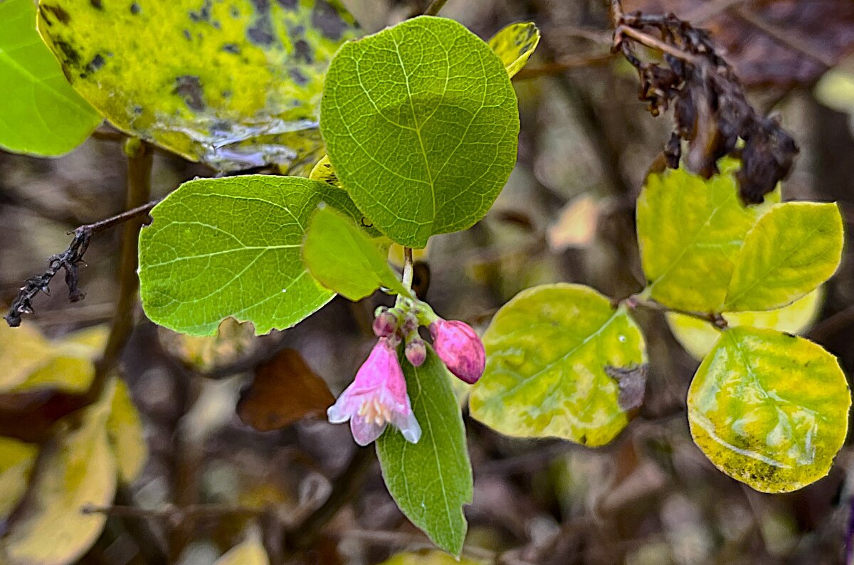 ***в каплях дождя*** - Olga Oskolkova ***в каплях дождя*** - Olga Oskolkova