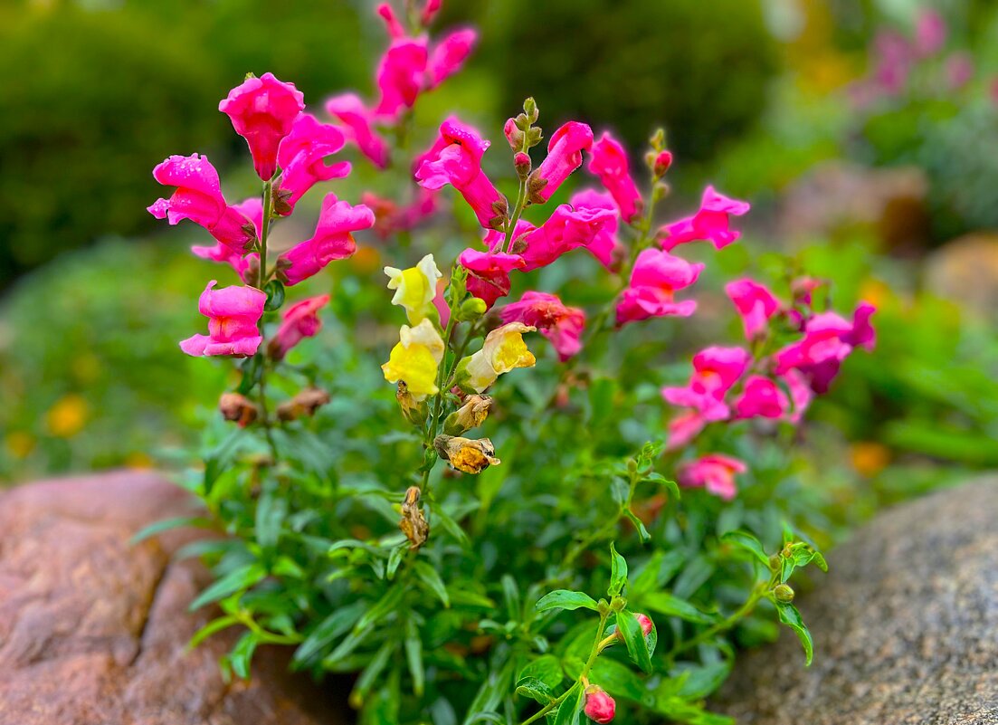 ***Осени подарок*** - Olga Oskolkova ***Осени подарок*** - Olga Oskolkova