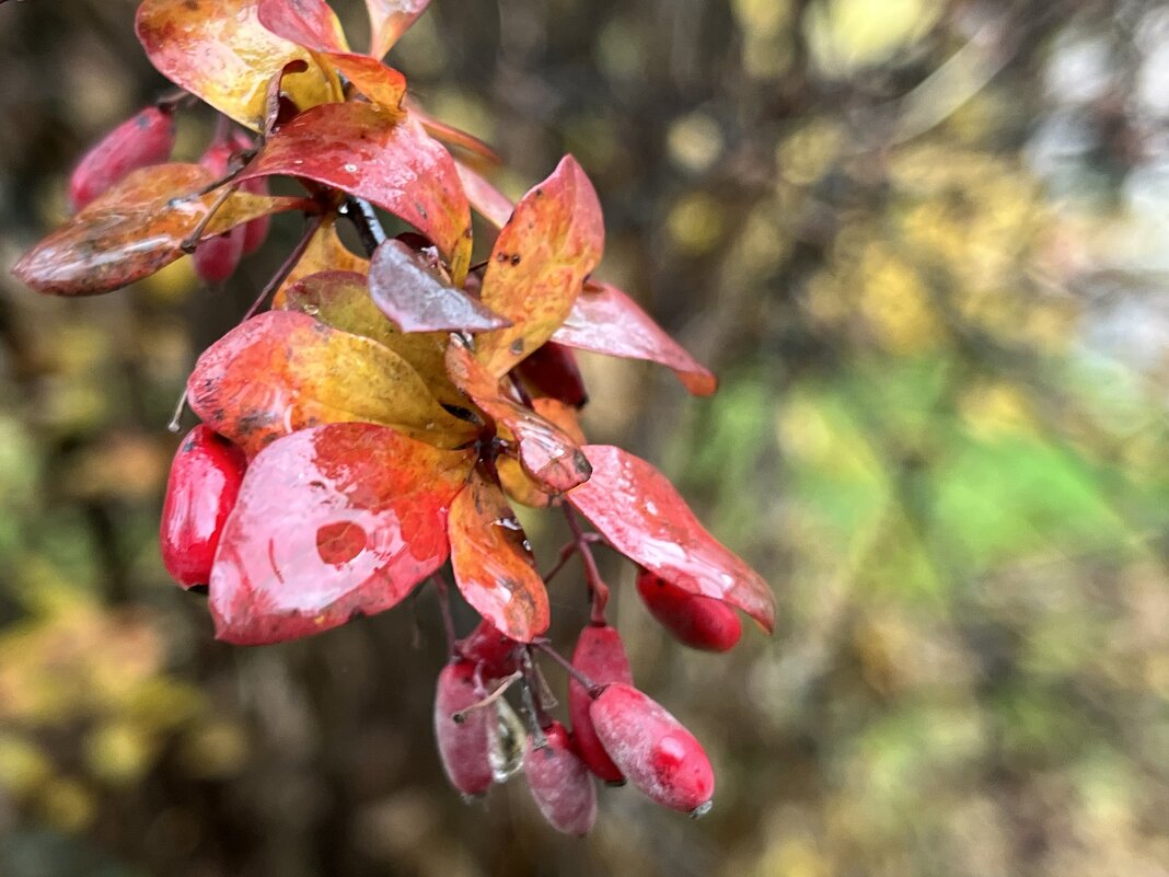 ***ветка дождливая*** - Olga Oskolkova