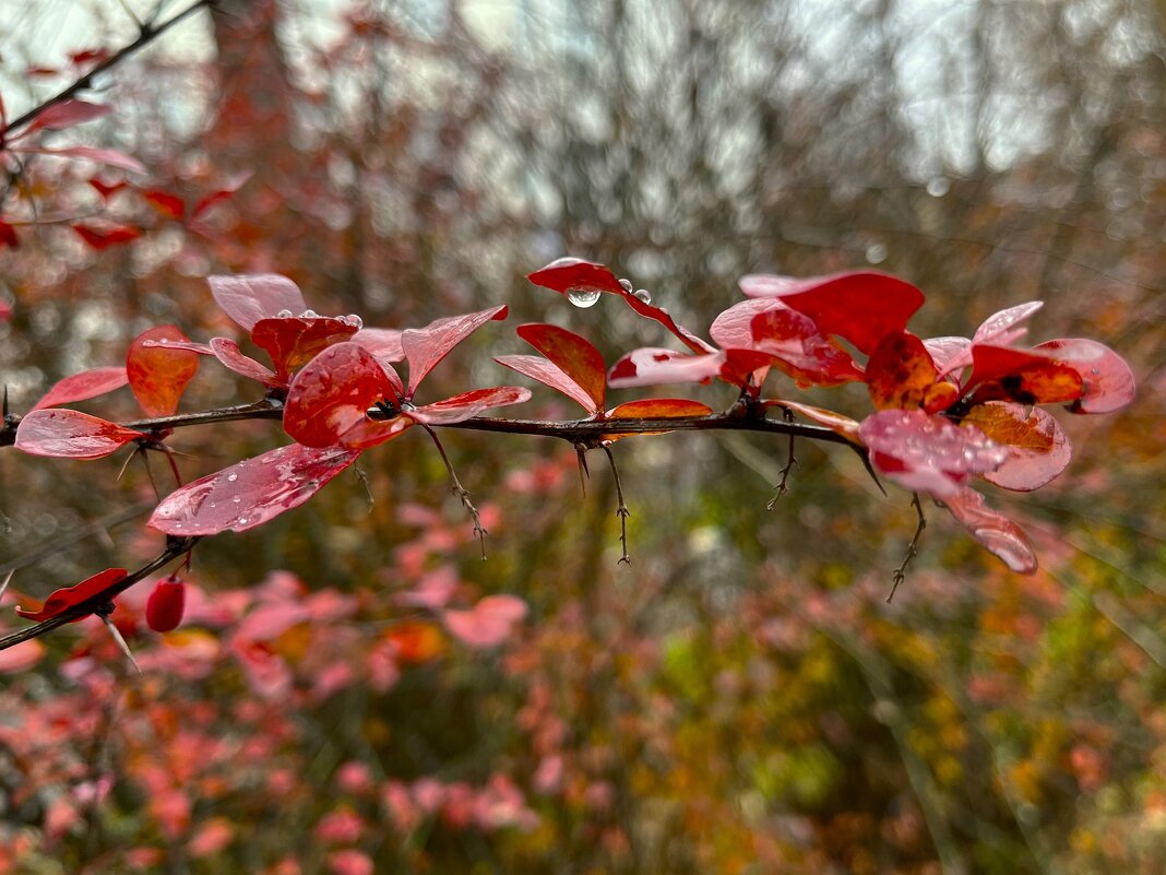 ***четкая геометрия*** - Olga Oskolkova