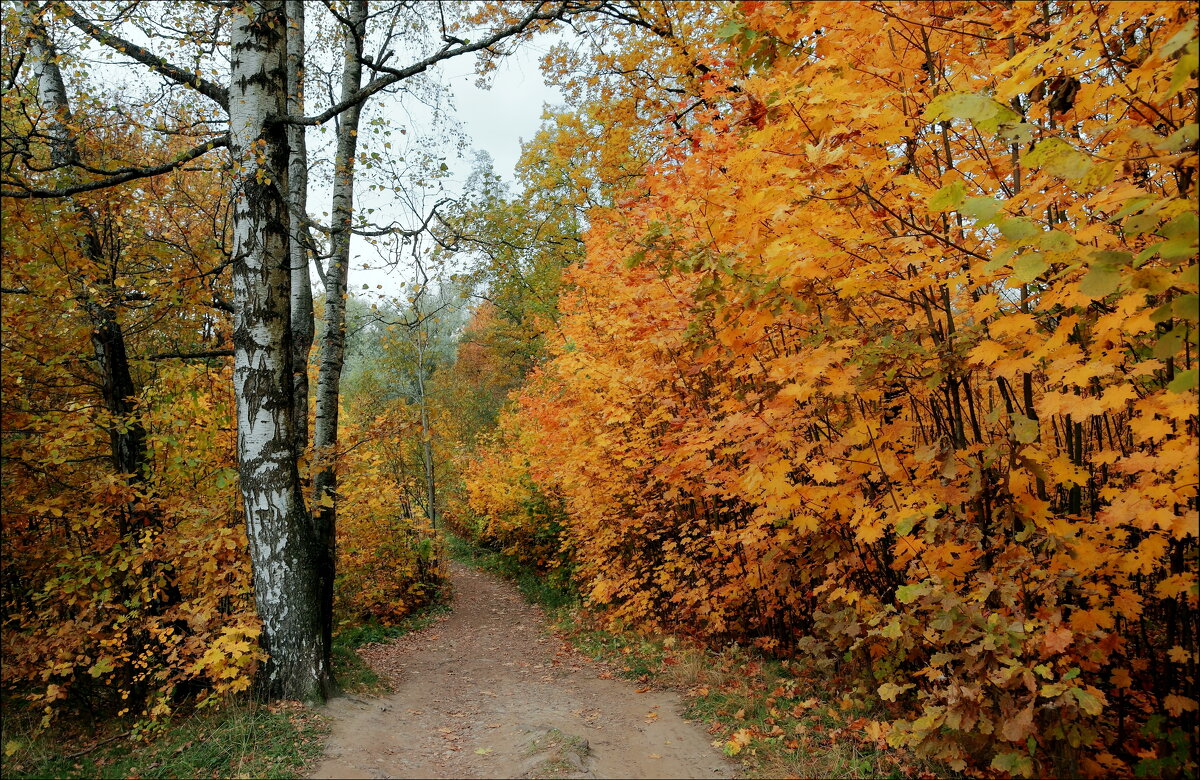 Настроение - осень. - Александр Алексеенко
