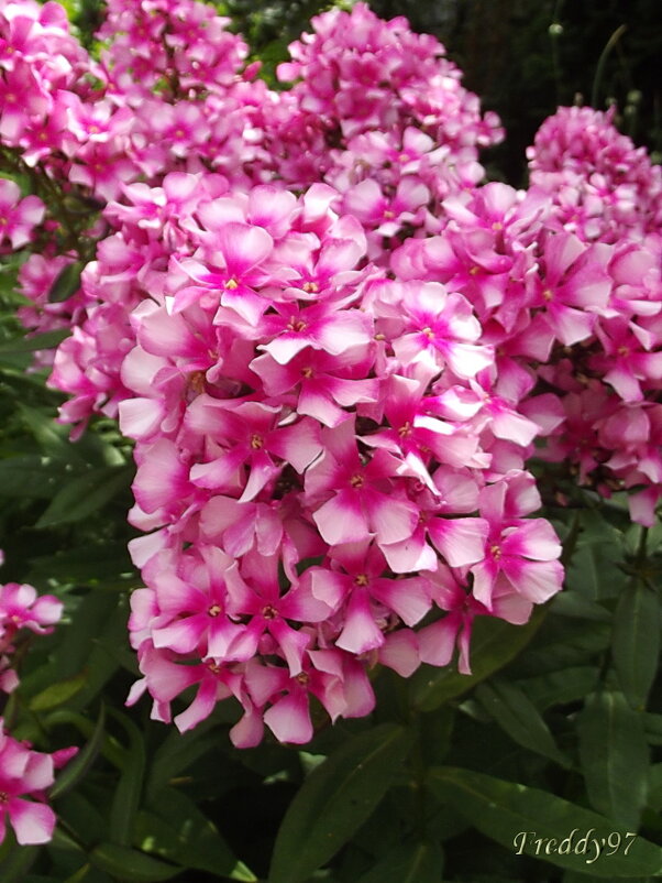 Флоксы - Freddy 97