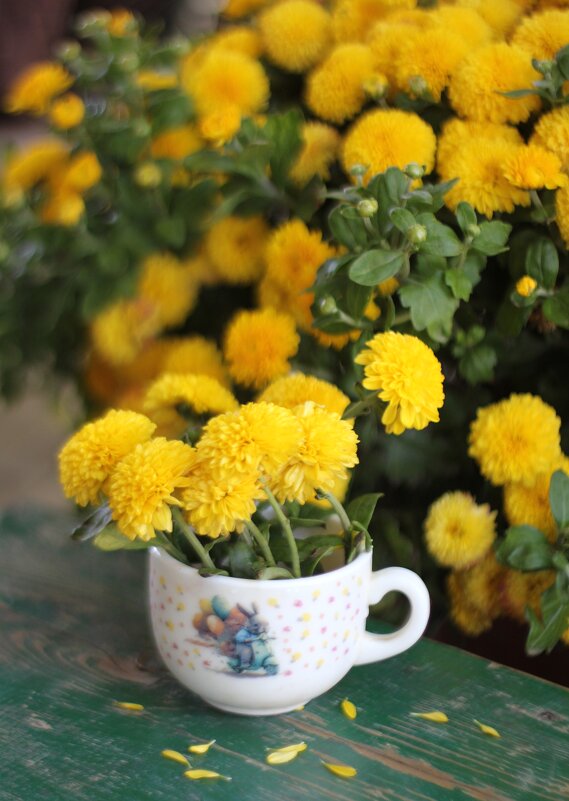 Хризантемы - Оксана Новик 