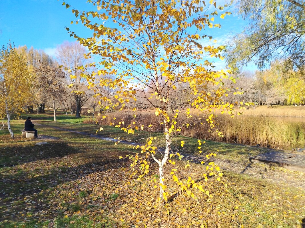 Берёзка - Надежда 