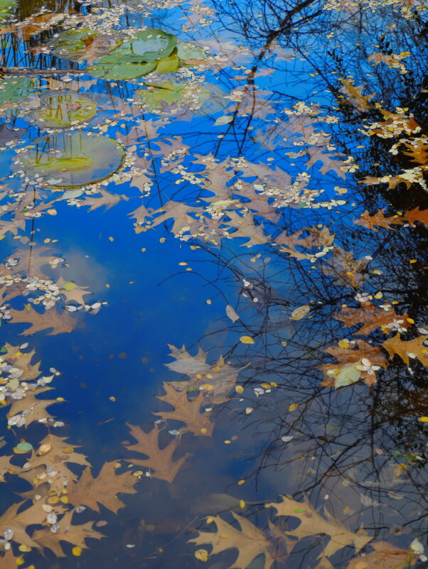 Осенний гербарий - Наталья Rosenwasser
