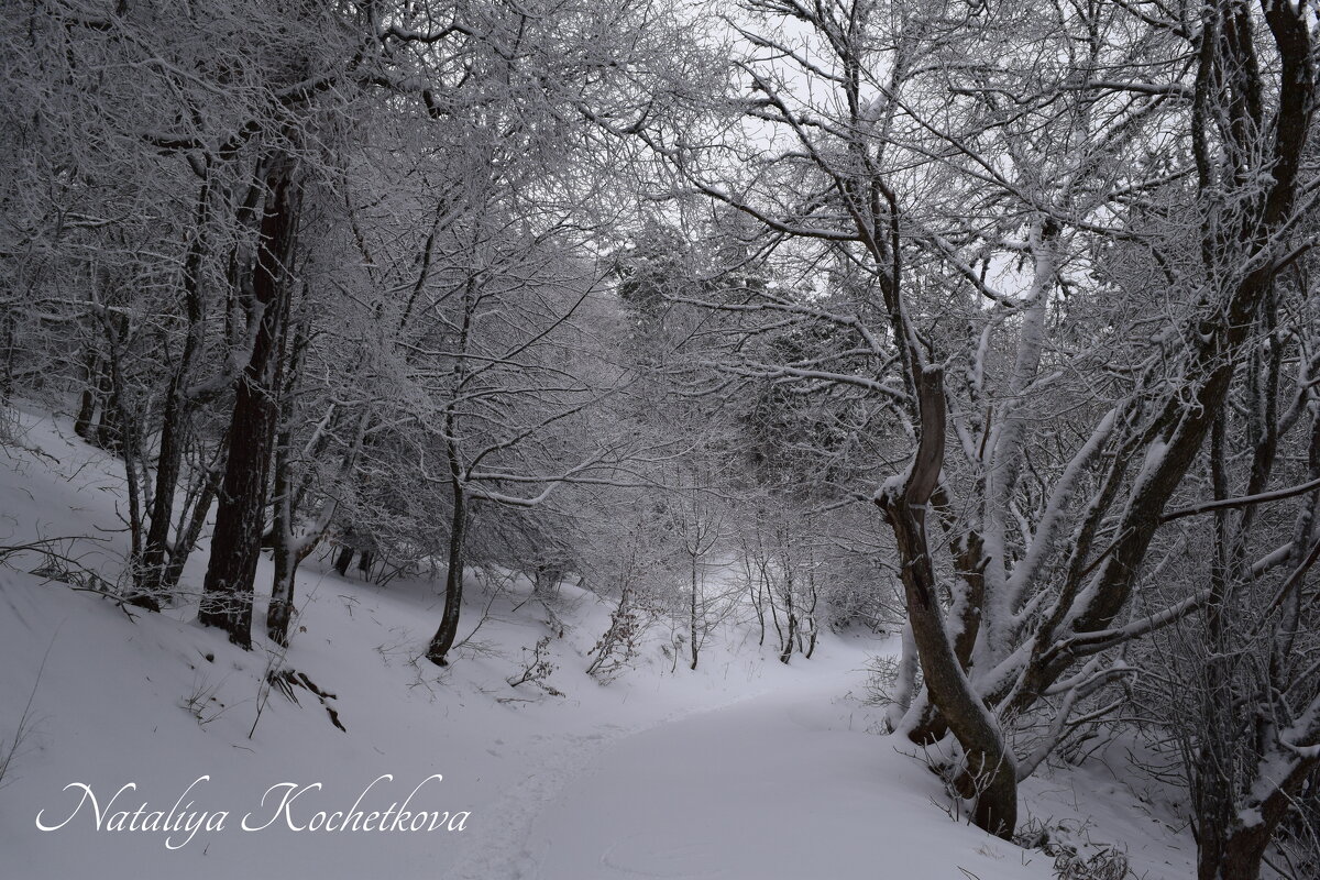 Природа Крыма - Amazing Cosmea