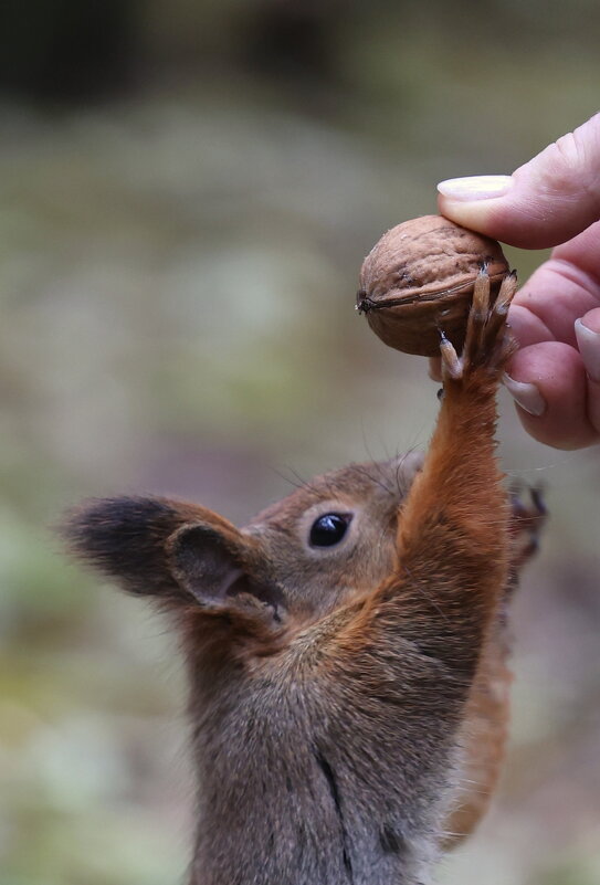 Подача - Александр Кондаков