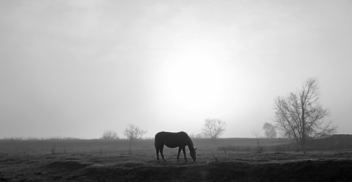 Лошадка в тумане. - Александр 