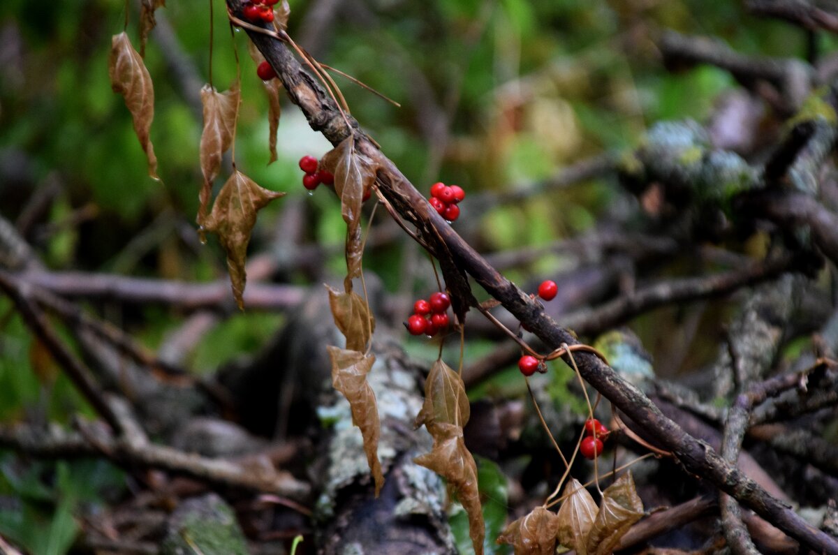 На Машуке облако 5 - Павленко Михаил 