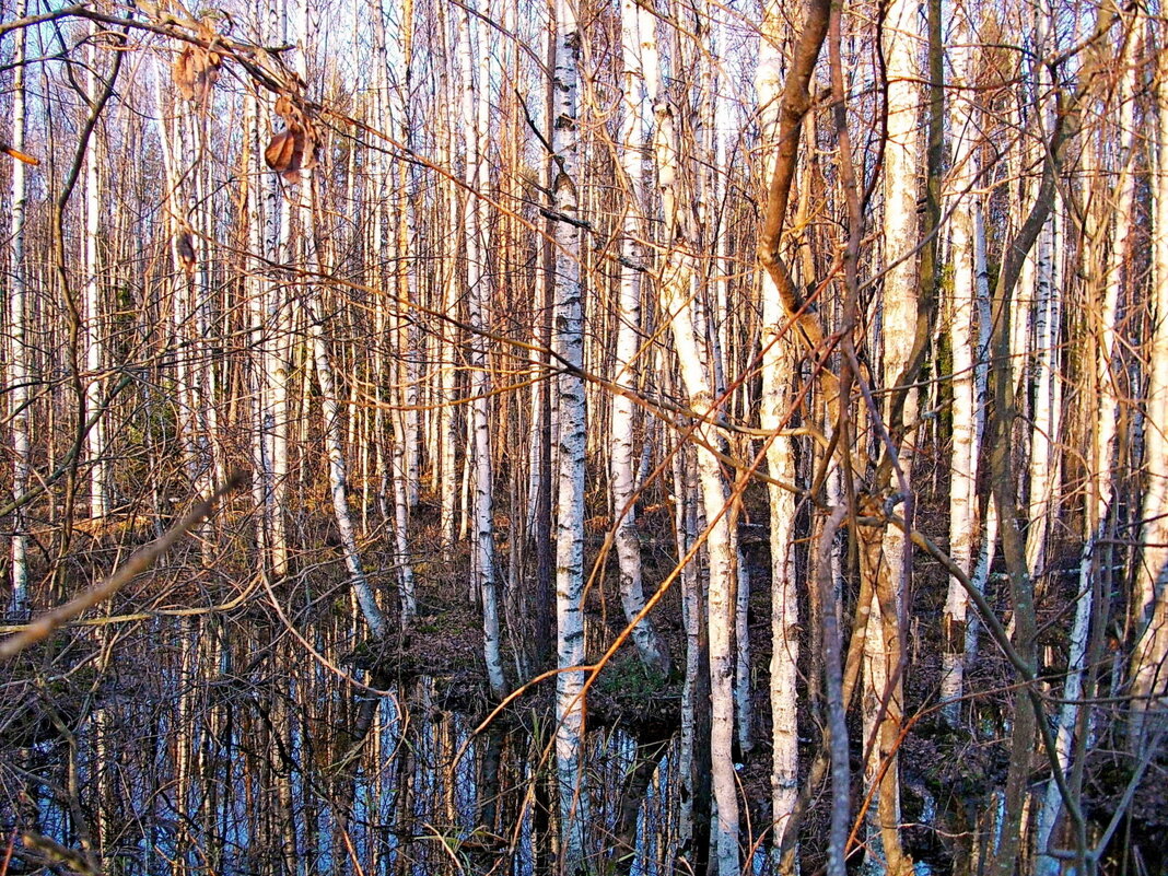 Ноябрь. - VasiLina *