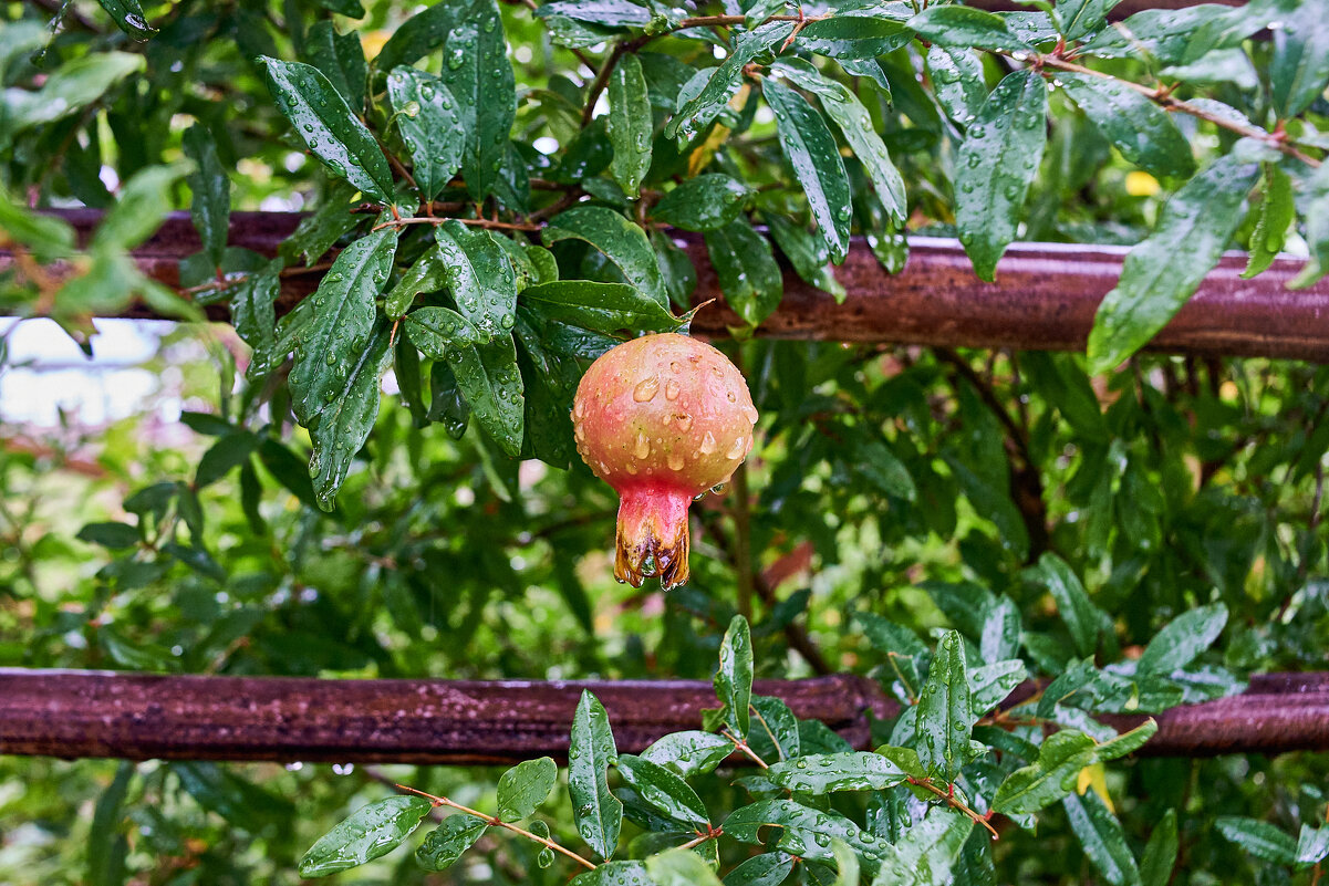 цвкткние Граната - Александр Леонов
