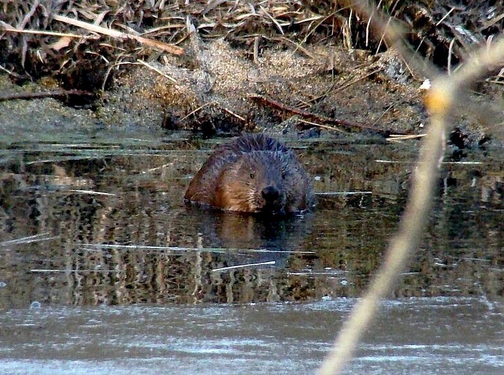 бобёр или речной бобр - gawrilа - dan