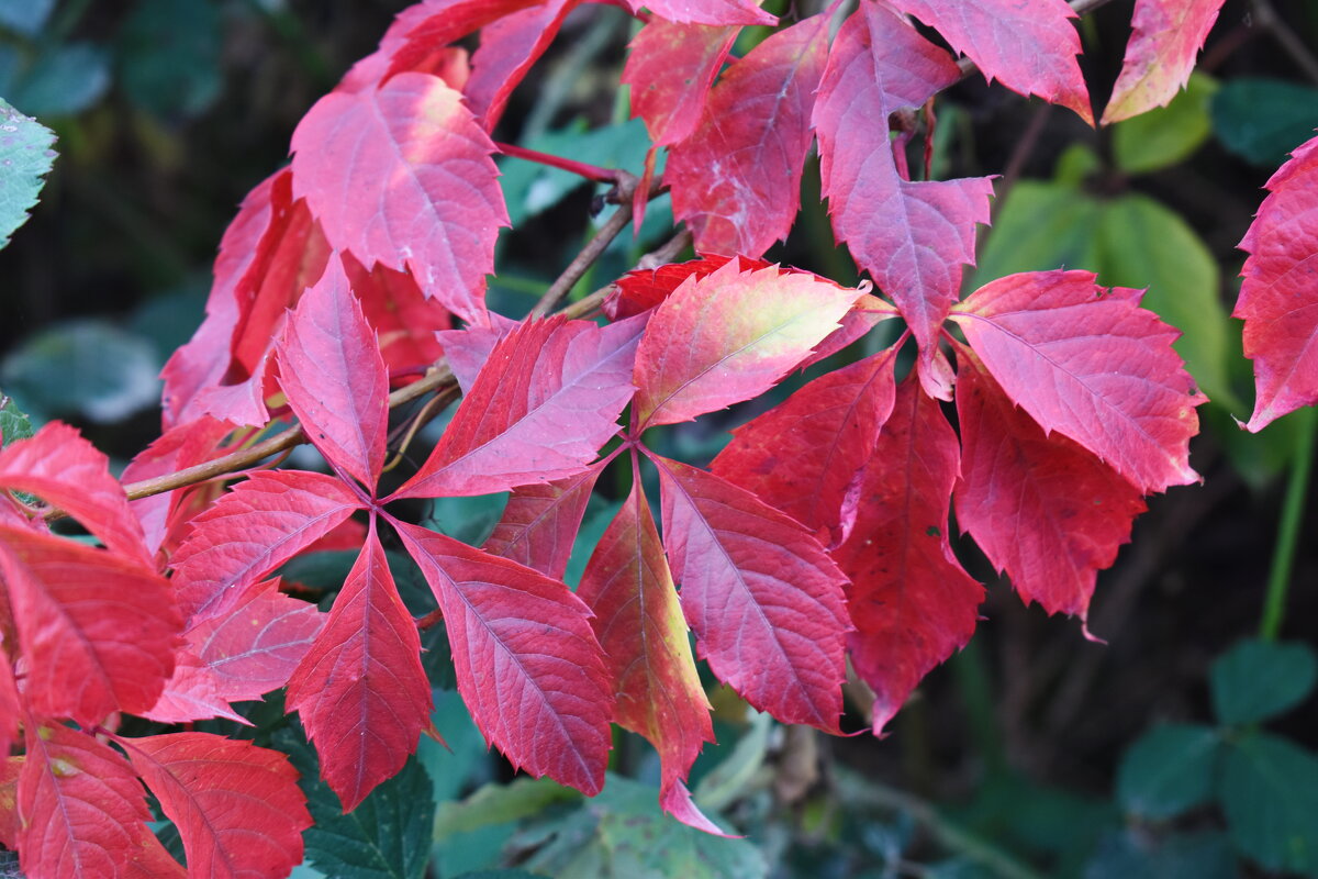 Осенние краски - Константин Штарк
