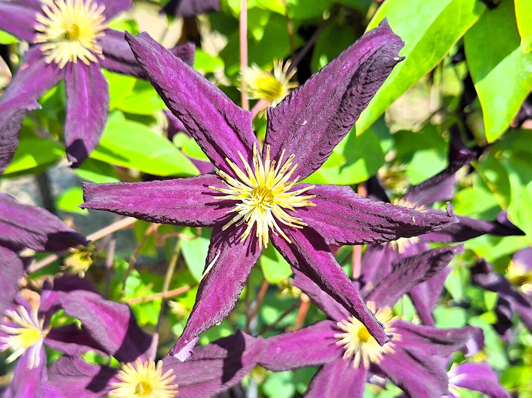 Клематис - Наталья 