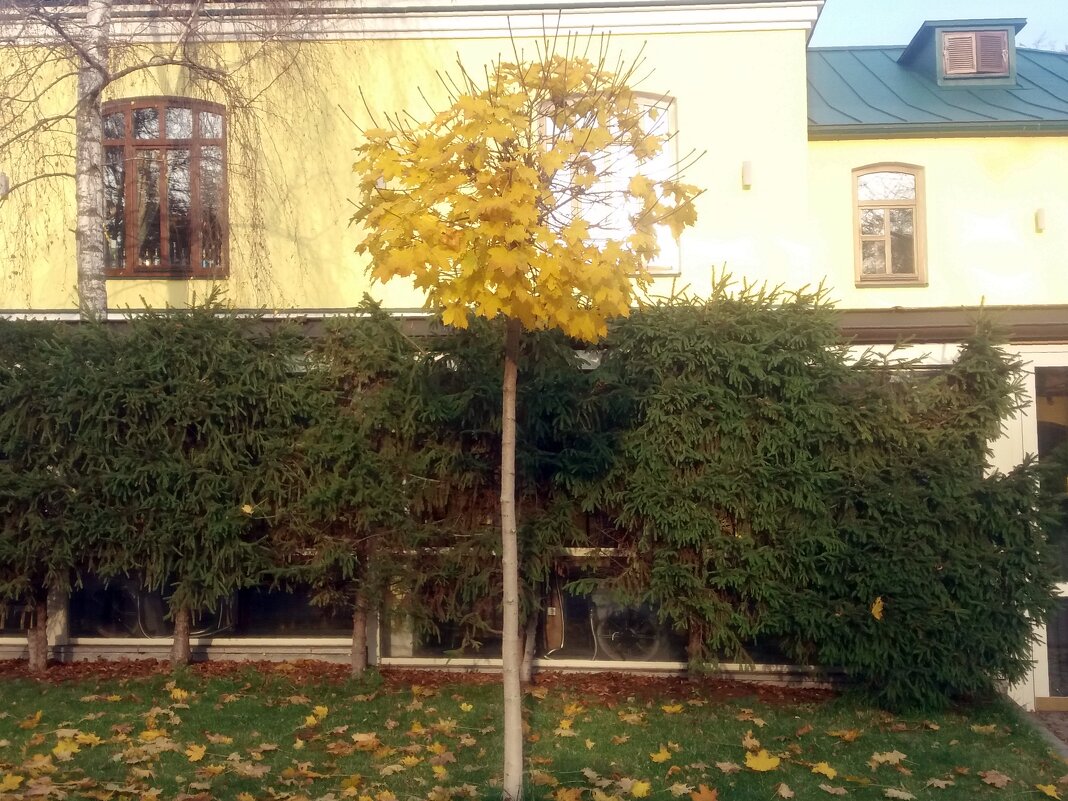 Клёник с золотистой кроной - Galina Solovova