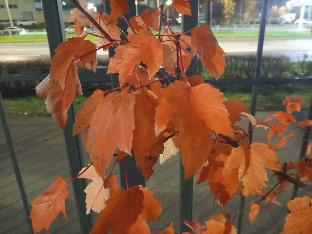 Клён - Сапсан 