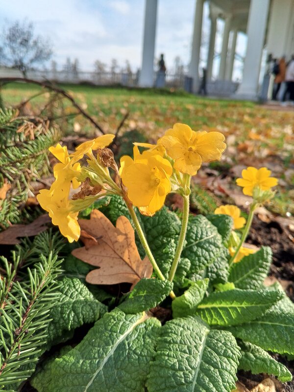 Примула - Сапсан 
