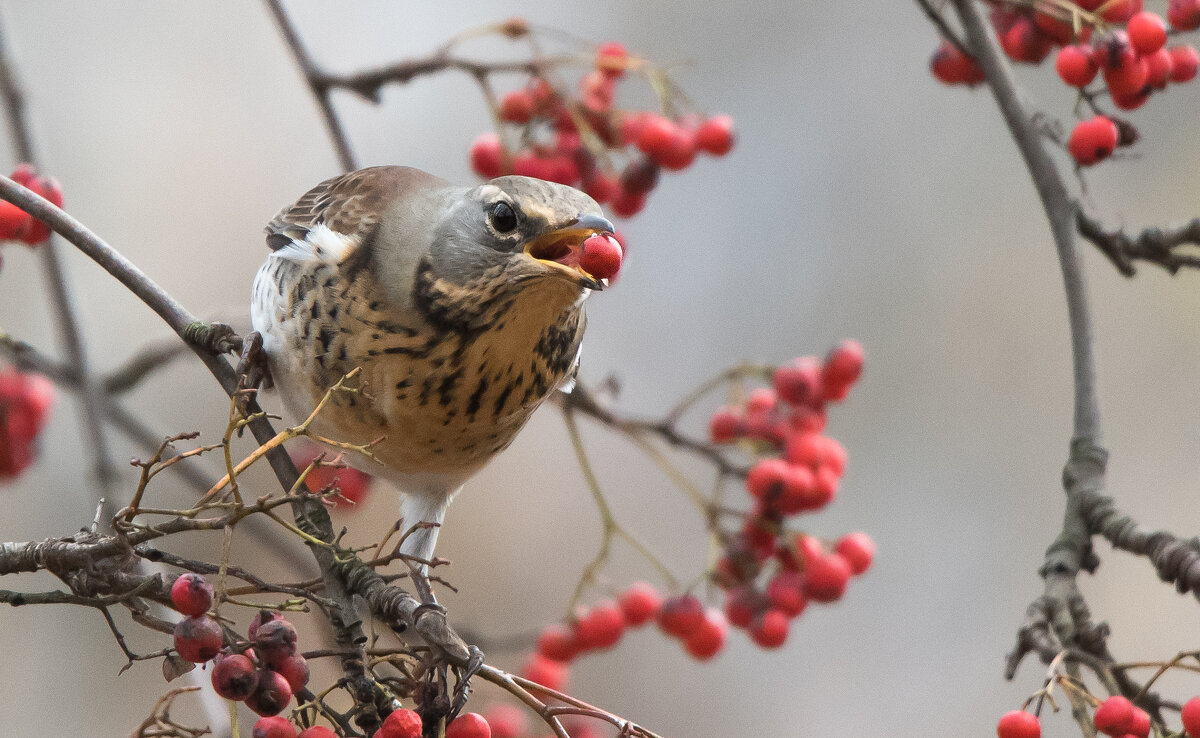 **** - Владимир Безбородов