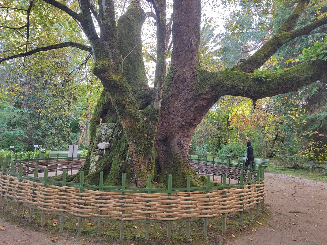 Абхазия, Ботанический  сад, липа,  которой 380 лет! - Фотогруппа Весна