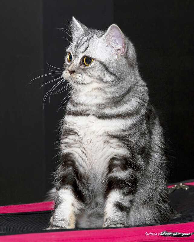 Британец (серебристый табби) - Светлана Ищенко