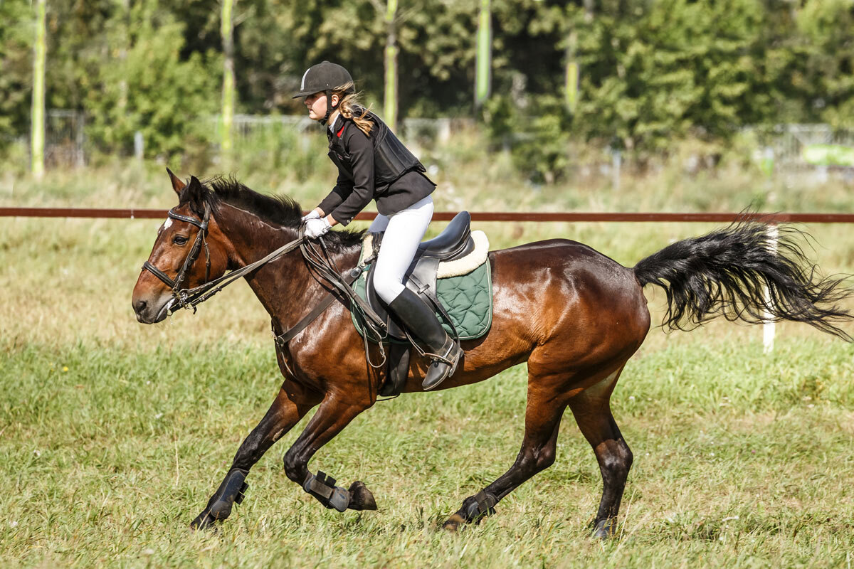 Конкур - SanSan 