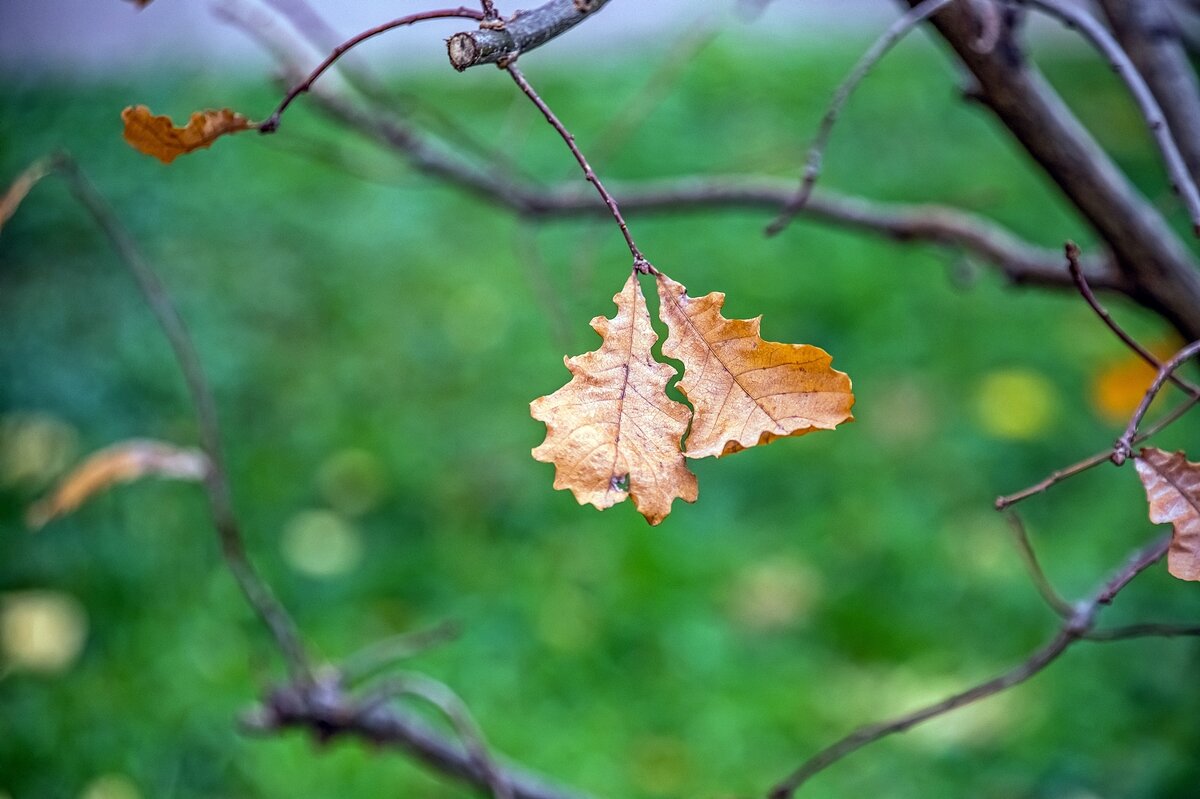 Осенняя парочка - Валерий Иванович