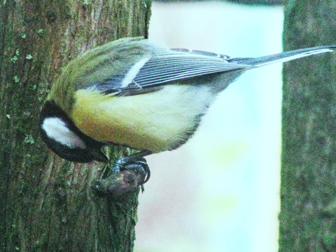 Синичка ест семечку - Людмила Смородинская Синичка ест семечку - Людмила Смородинская