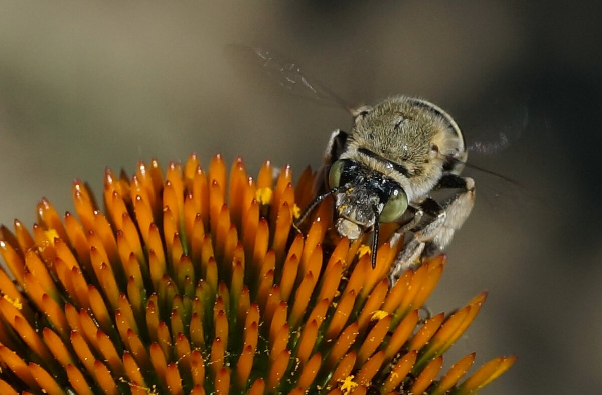 * - Николай Саржанов