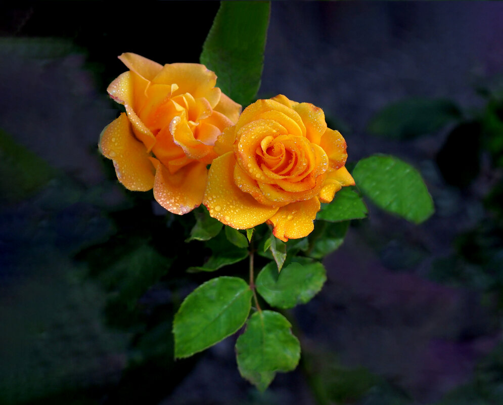 Розы Свенского монастыря - Евгений 