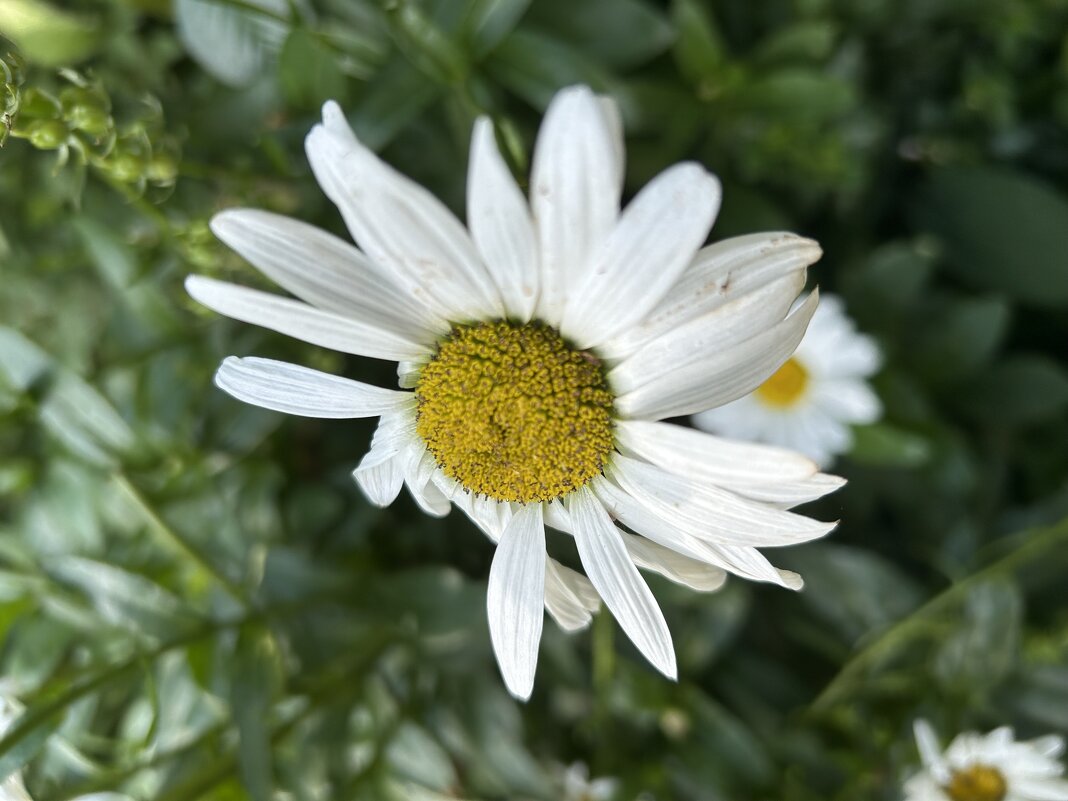 Погадаем? - Натали 