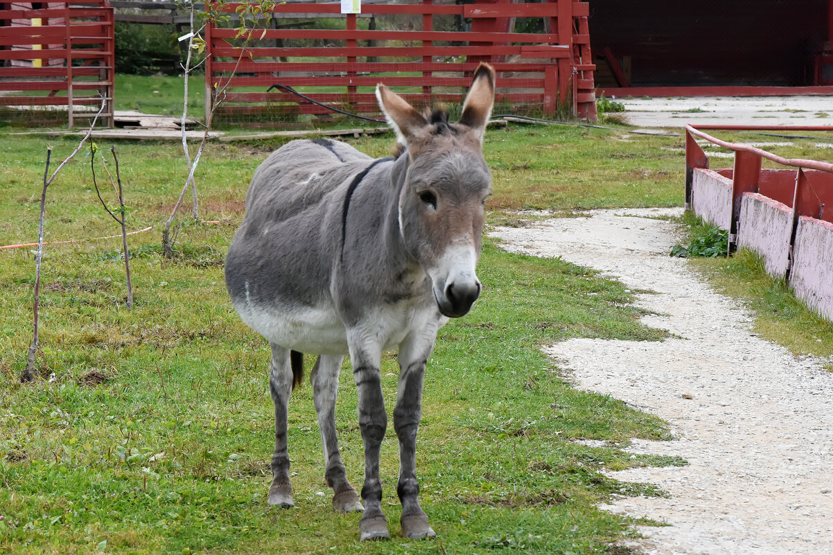 Московская область. Серпухов. Ферма «Русский страус». - Наташа ***** Московская область. Серпухов. Ферма «Русский страус». - Наташа *****