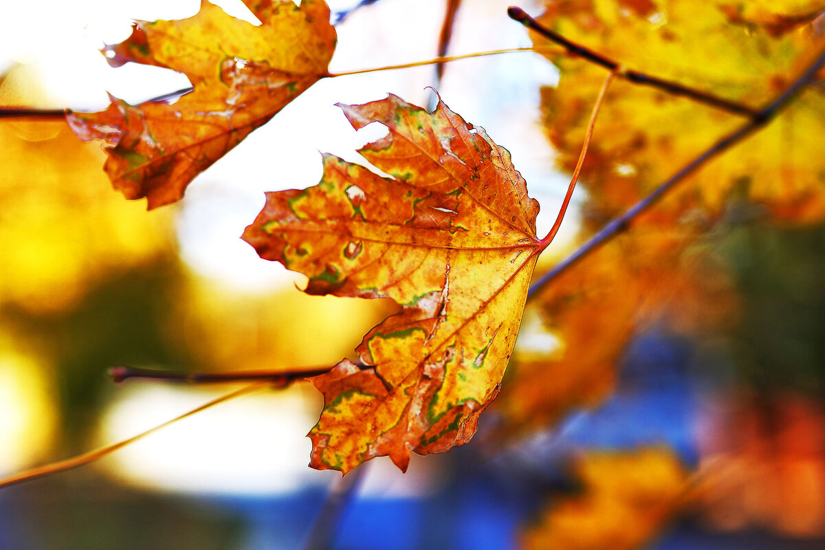 На фоне неба - Юрий Гайворонскiий На фоне неба - Юрий Гайворонскiий