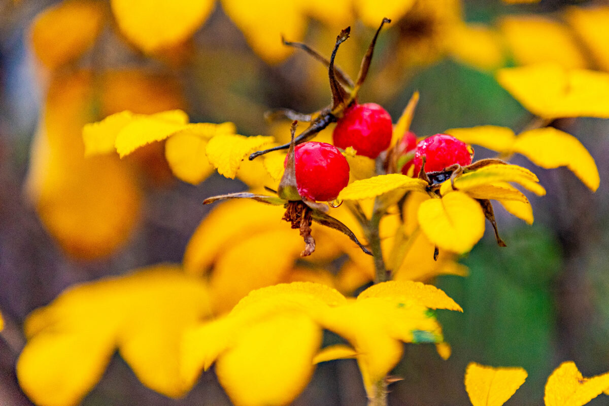последние краски осени - Дмитрий Лупандин