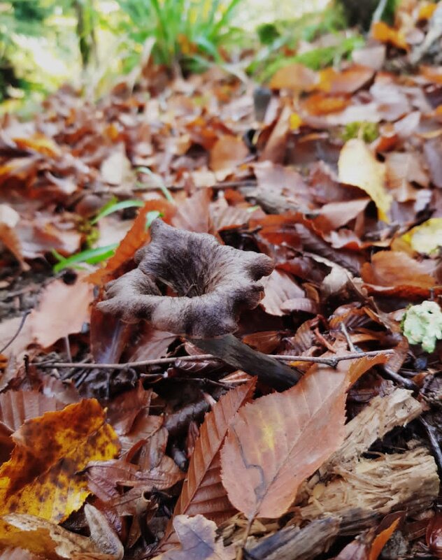 ПЛАСТУНКА - СОЧИ - Tata Wolf