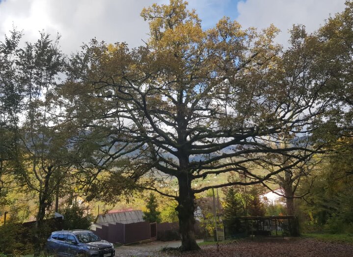 ПЛАСТУНКА - СОЧИ - Tata Wolf