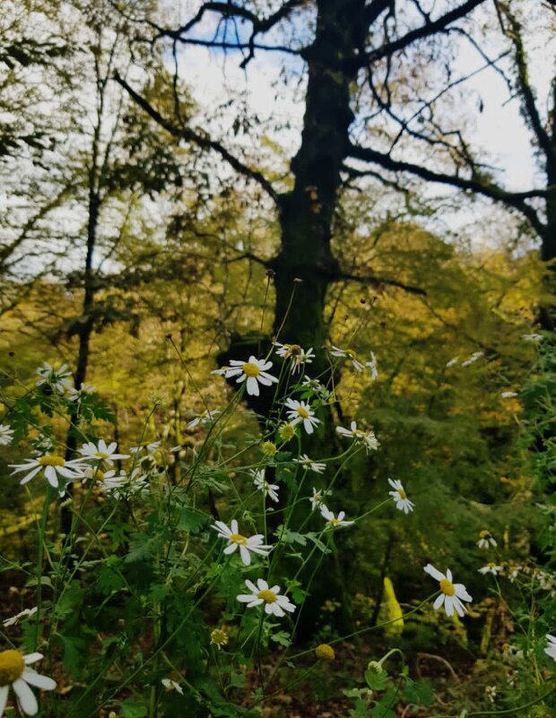 ПЛАСТУНКА - СОЧИ - Tata Wolf