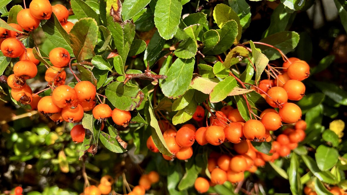 C любимым встречусь вечером в кафе, где так приятен кофе аромат, - "The Natural World" Александер