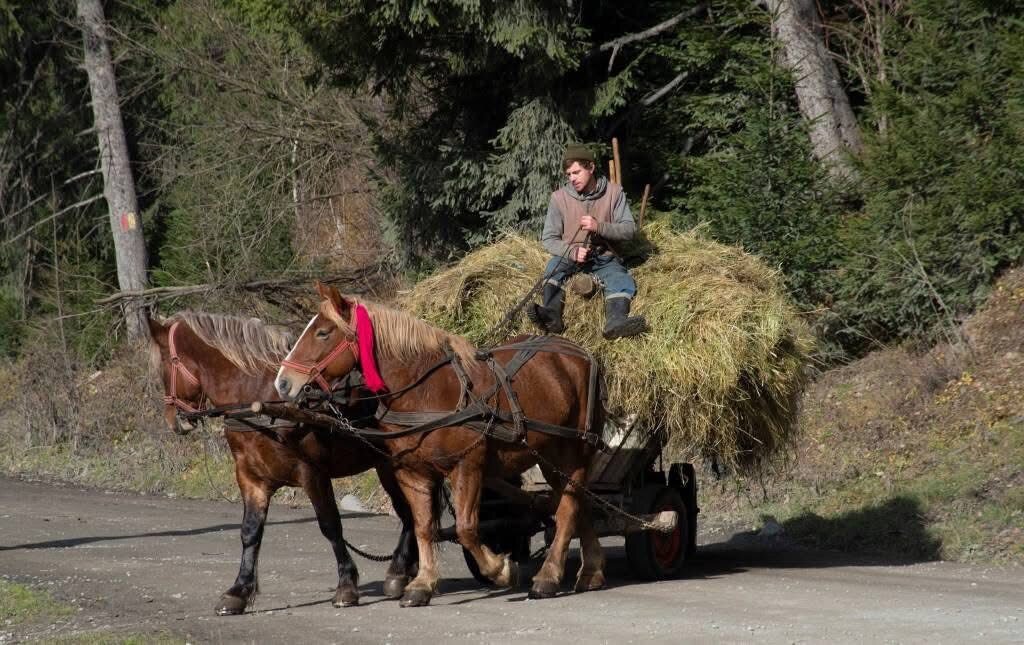 заготовка сіна - Степан Карачко