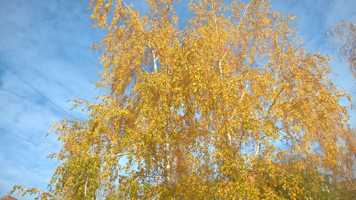 Небо осени золотой - Елена Семигина Небо осени золотой - Елена Семигина