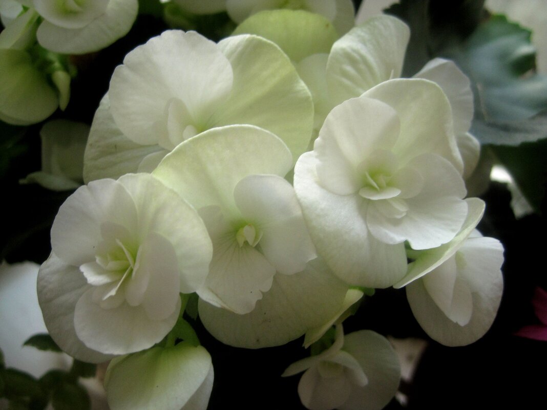 Бегония - Елена Семигина