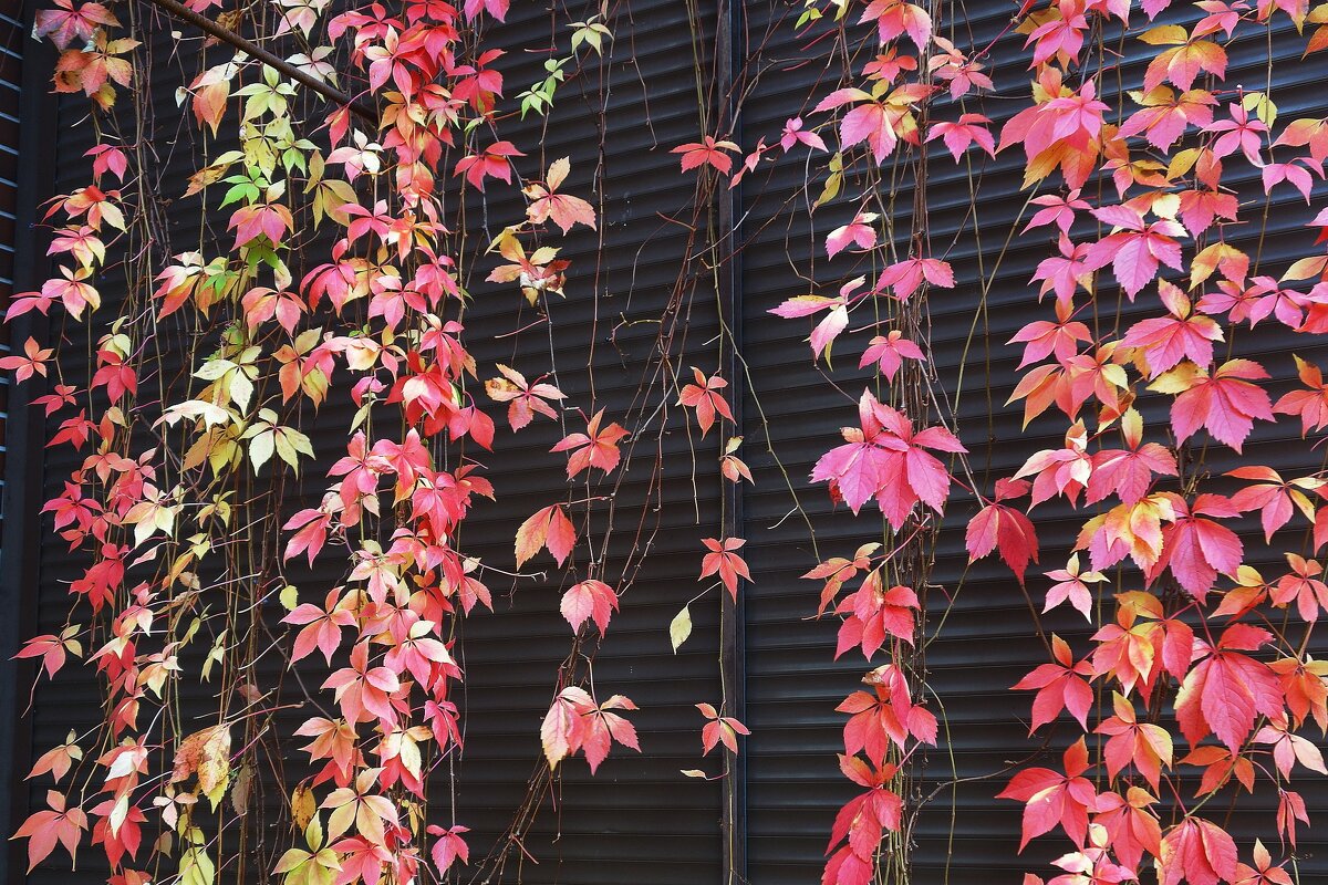 Октябрьский этюд - Рита Симонова